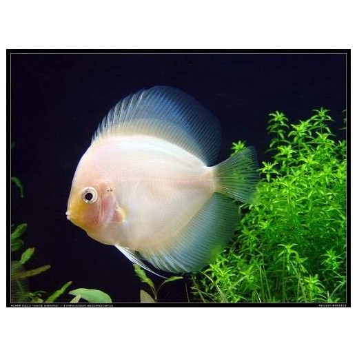 comprar peixe disco white diamond
