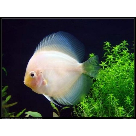 comprar peixe disco white diamond