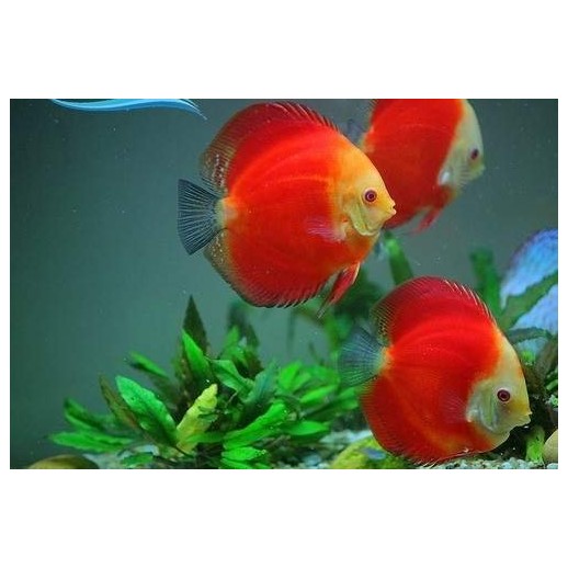 peixe disco red melon