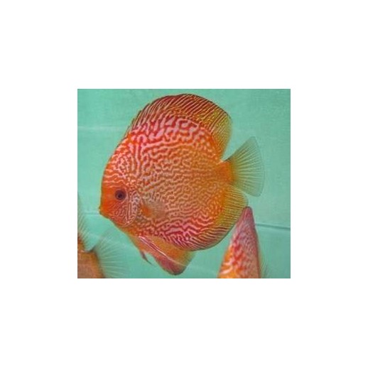 comprar peixe colorido para aquario