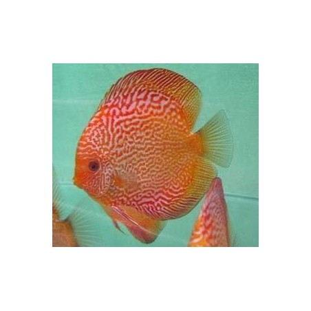 comprar peixe colorido para aquario