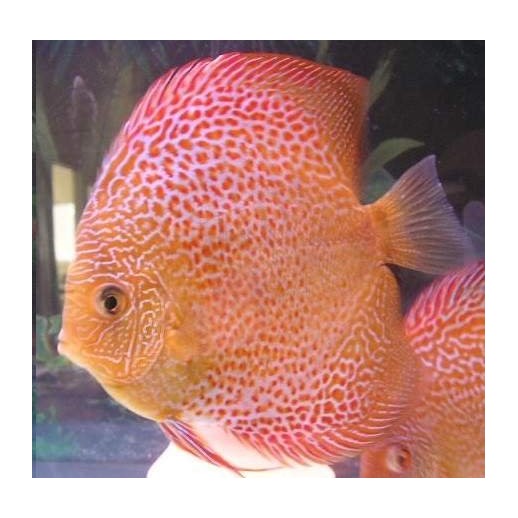 Peixe Acará Disco Leopard Snake Red