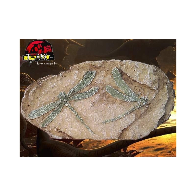 Fóssil Velociraptor