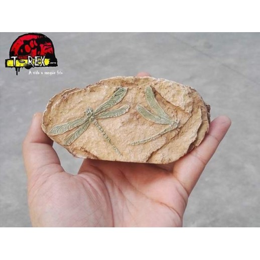 Fóssil Velociraptor