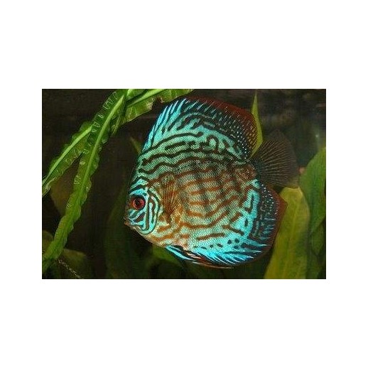 peixe acara disco azul