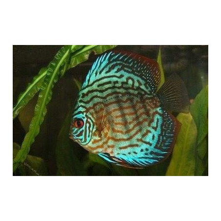 peixe acara disco azul
