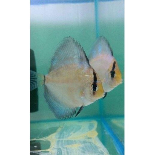 Peixe Acará Disco Ghost
