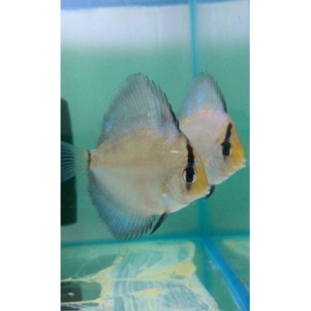 Peixe Acará Disco Ghost