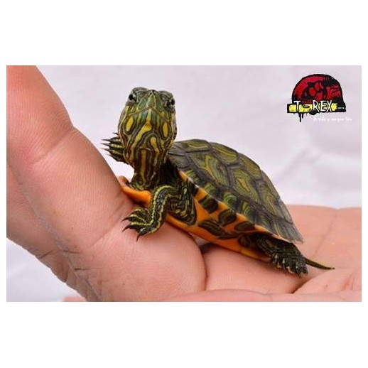 Tartaruga Tigre Dagua ( Tracheyms dorbigini )
