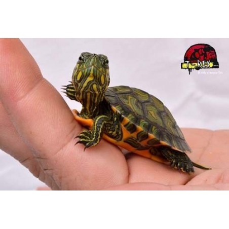 Tartaruga Tigre Dagua ( Tracheyms dorbigini )