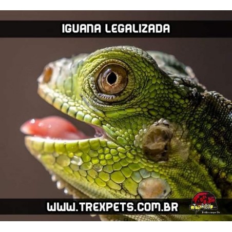 Iguana Iguana Legalizada