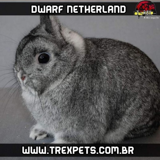 Cuidados mini coelho netherland