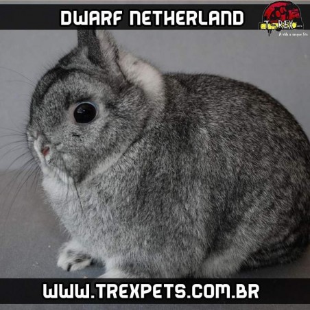Cuidados mini coelho netherland