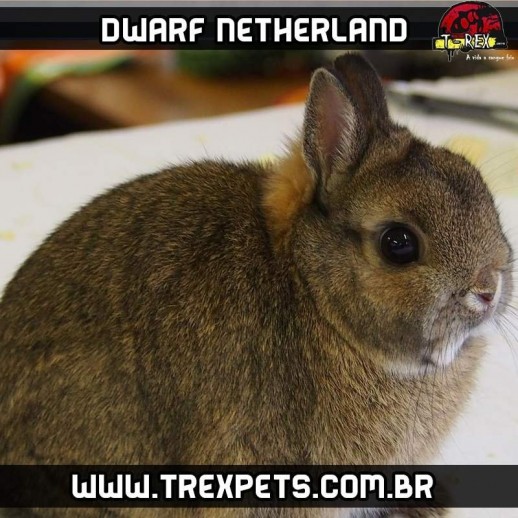 mini coelho neterland brasil