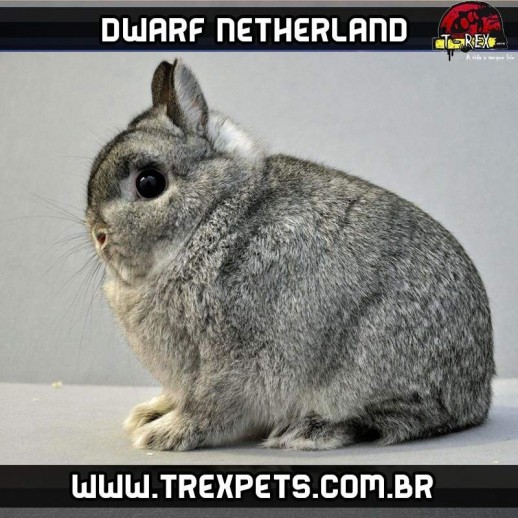 criador de coelhos netherlands