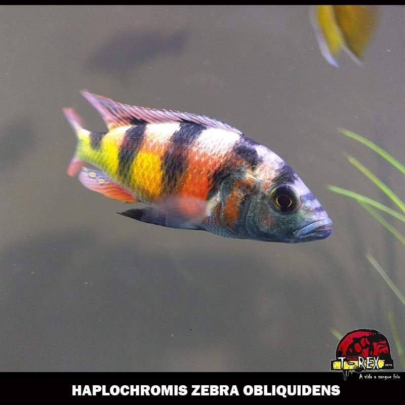 Ciclídeo Zebra Obliquidens