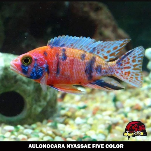 AULONOCARA NYASSAE venda ciclideos online