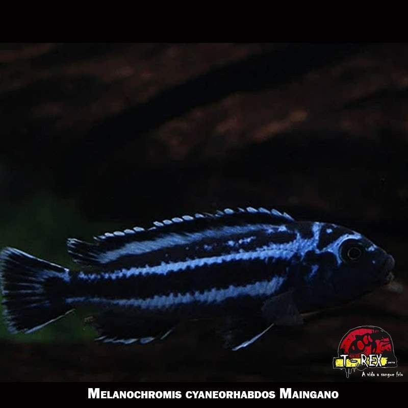 comprar ciclídeo africano