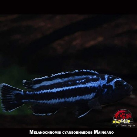 comprar ciclídeo africano
