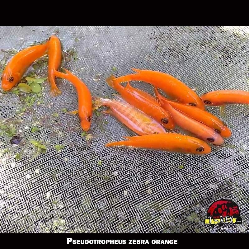 zebra red comprar ciclideo