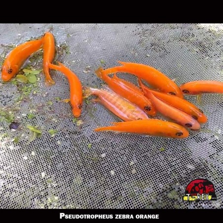 zebra red comprar ciclideo