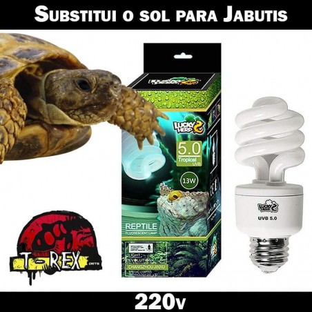 Lampadas para jabutis terrario