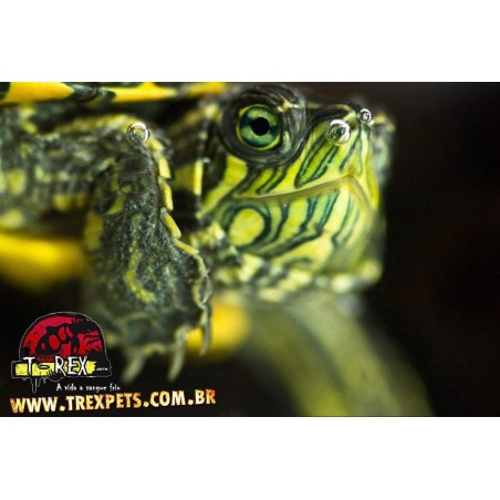 comprar tartaruga de aquario
