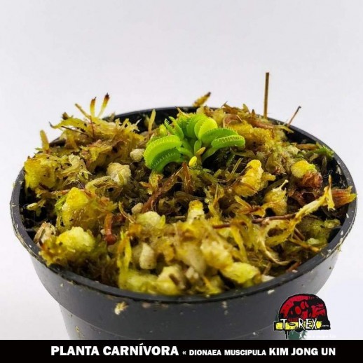 loja de plantas carnivoras