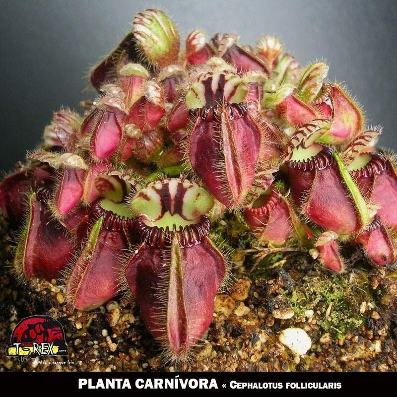 venda de plantas carnívoras Cephalotus follicularis