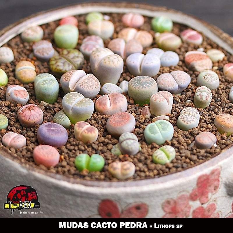 Mudas de Cacto Pedra venda