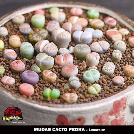 Mudas de Cacto Pedra venda
