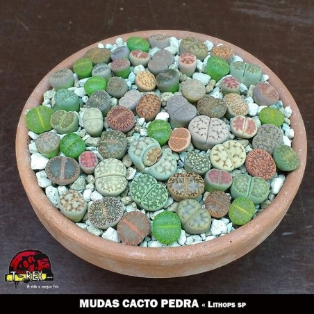 sementes e mudas cacto pedra