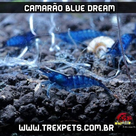 camarao de aquario azul