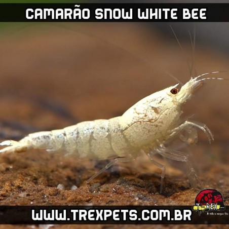 camarao de aquário