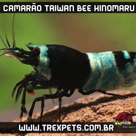 loja camarao de aquario