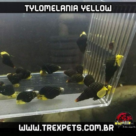 Caramujo Tylomelania amarelo