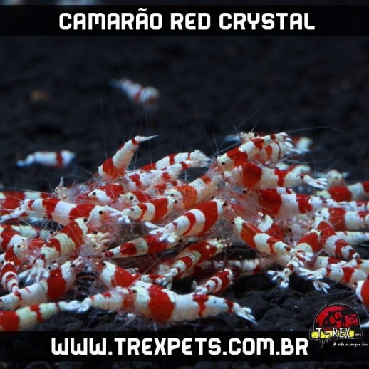 comprar camarao caridina red