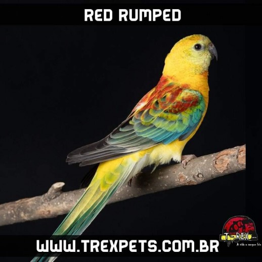 comprar red rumped