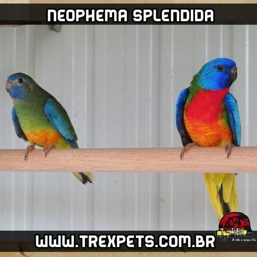 comprar Neophema splendida Periquito Esplêndido