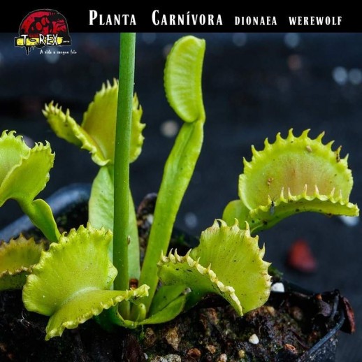 planta carnivora werewolf