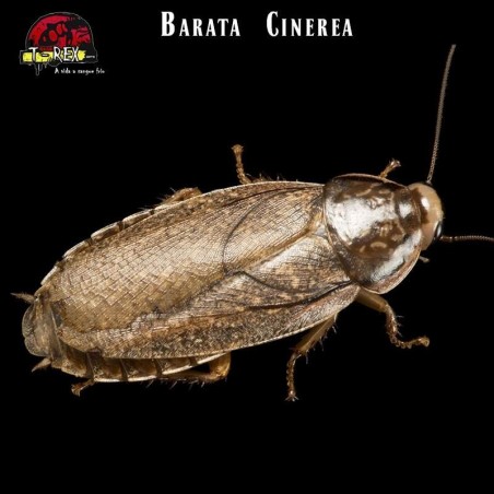 venda de insetos vivos alimento