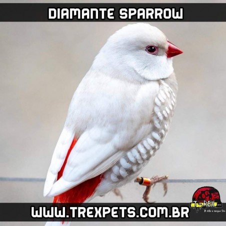 cores de diamante sparrow