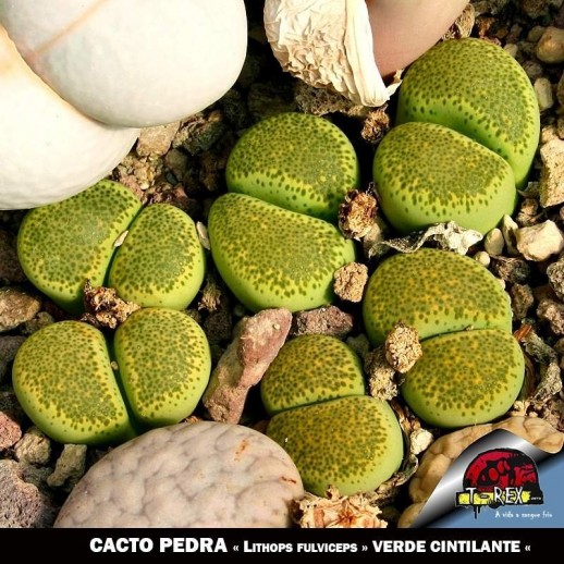 cacto pedra verde
