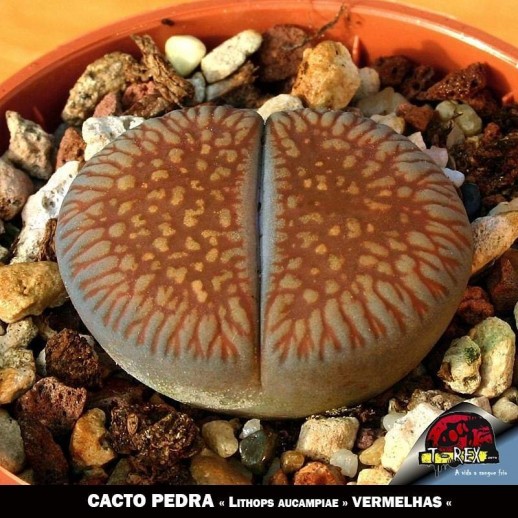 Muda de Cacto Pedra Vermelha