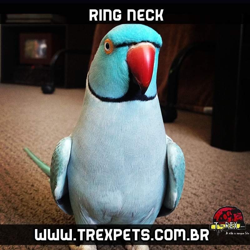 ring neck azul em londrina