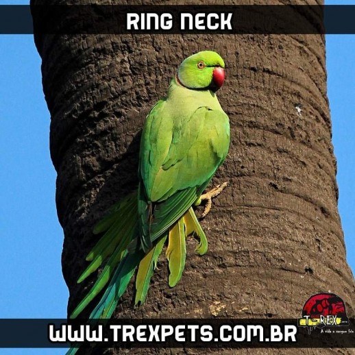 ring neck maringa londrina
