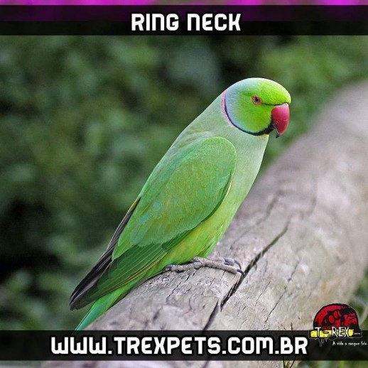 Ring Neck Verde Adulto