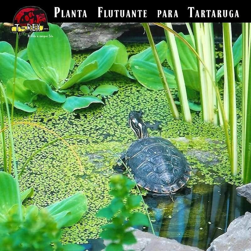 Planta flutuante tartaruga Planta flutuante tartaruga