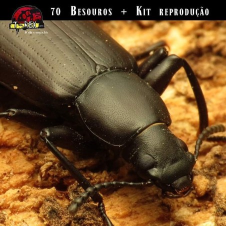 como criar tenébrios