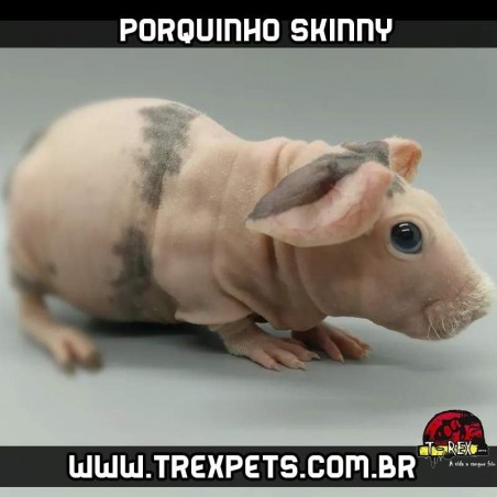 Porquinho da Índia sem pêlos Rio de Janeiro